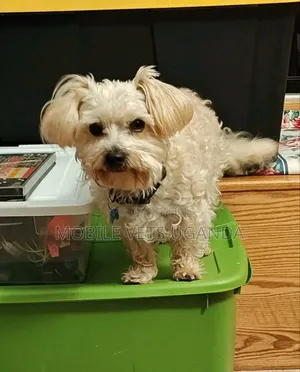 6-12 months Female Purebred Maltese