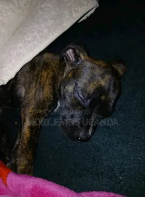 0-1 month Male Purebred Boerboel