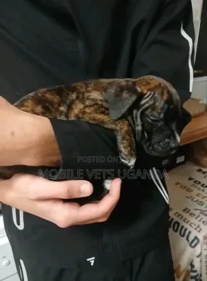 0-1 month Female Purebred Boerboel