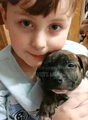 1-3 months Male Purebred Boerboel