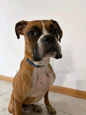 3-6 months Female Purebred Boxer