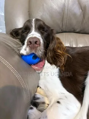 3-6 months Male Purebred English Springer Spaniel