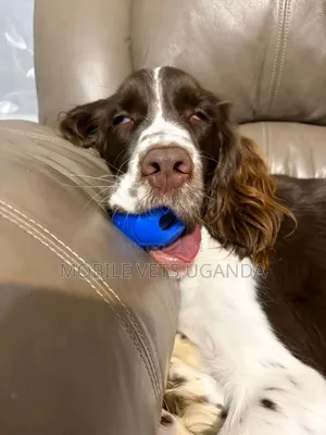 6-12 months Male Purebred Welsh Springer Spaniel