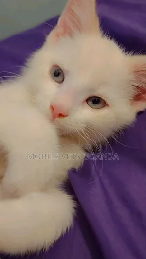 1-3 months Male Purebred Himalayan
