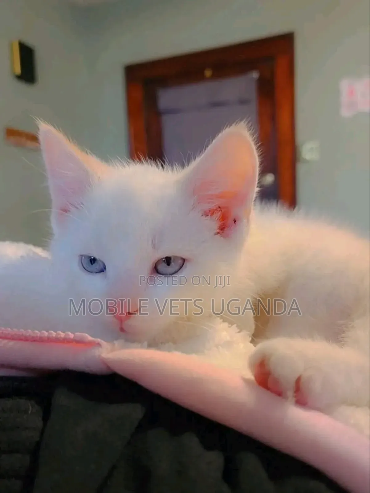 1-3 months Female Purebred Korat
