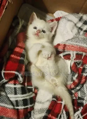 0-1 month Male Purebred Havana Brown