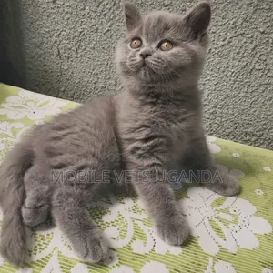 1-3 months Male Purebred American Wirehair