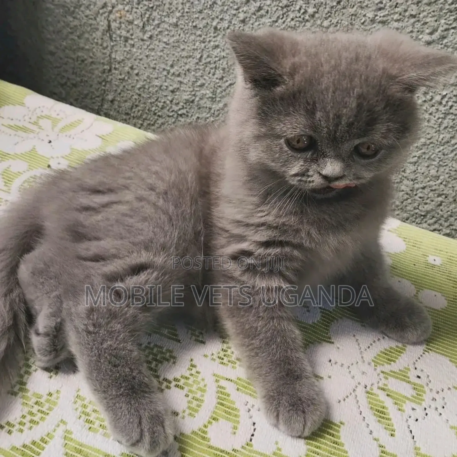 1-3 months Female Purebred Devon Rex