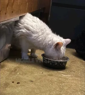 3-6 months Female Purebred Cornish Rex