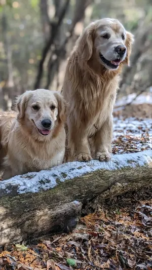 3-6 months Female Purebred Golden Retriever