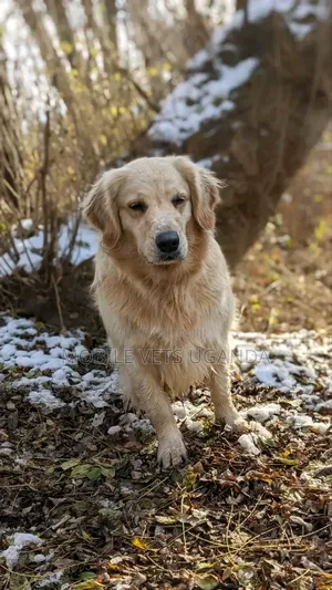 6-12 months Male Purebred Golden Retriever