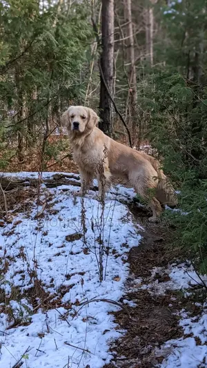 1+ year Female Purebred Golden Retriever