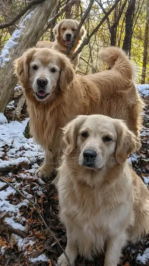 6-12 months Male Purebred Golden Retriever