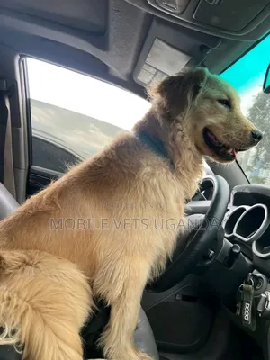 3-6 months Male Purebred Golden Retriever