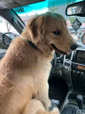 3-6 months Female Purebred Golden Retriever