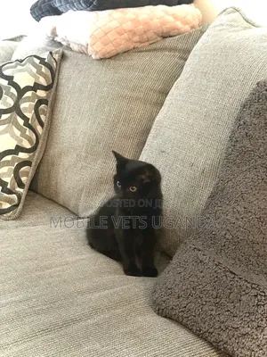 1-3 months Male Purebred Nebelung