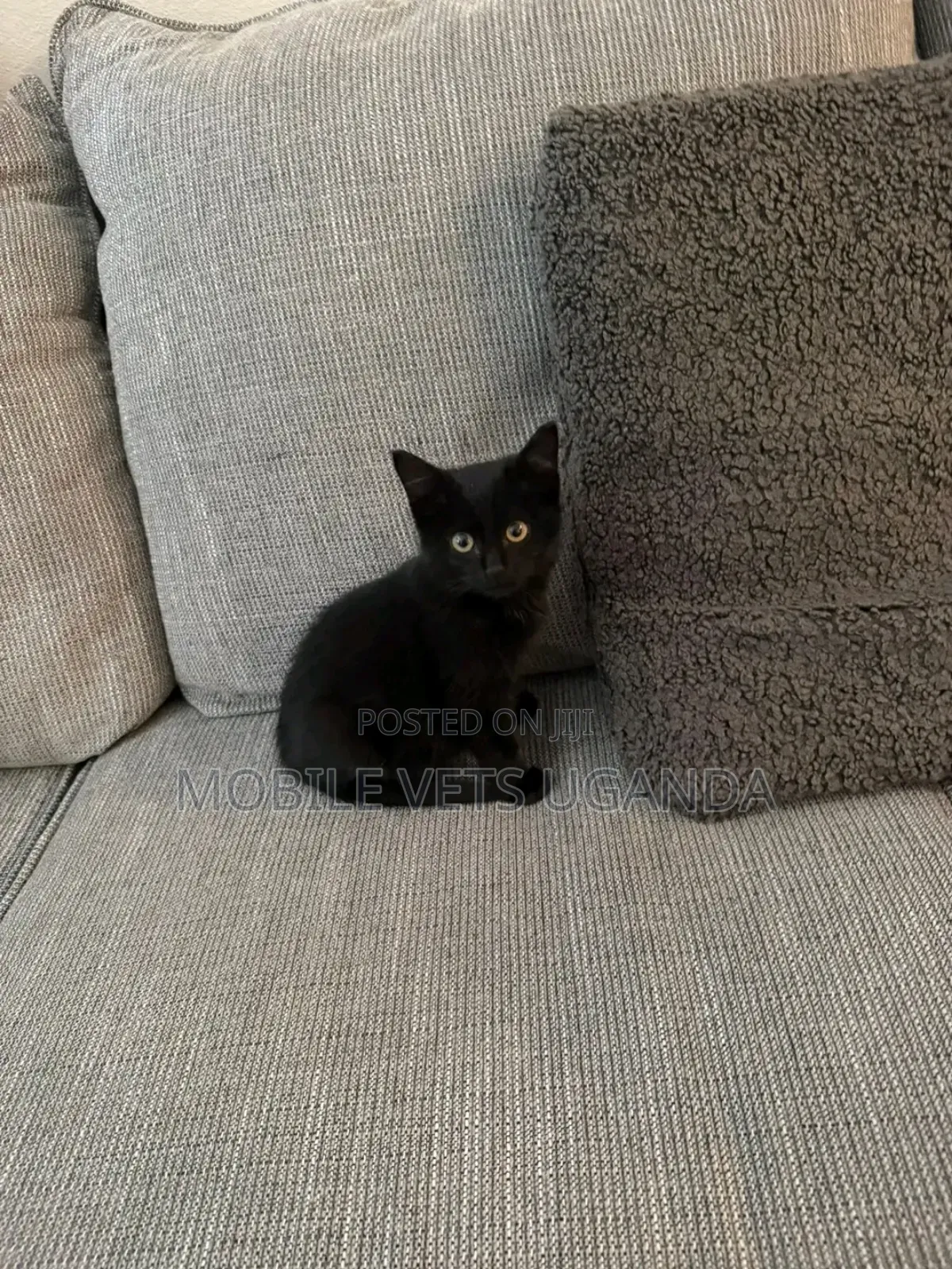 0-1 month Male Purebred Bombay