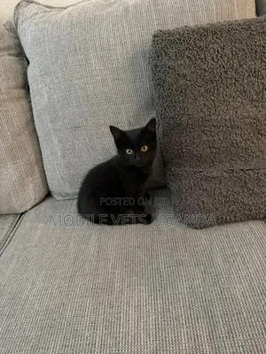 0-1 month Male Purebred Bombay