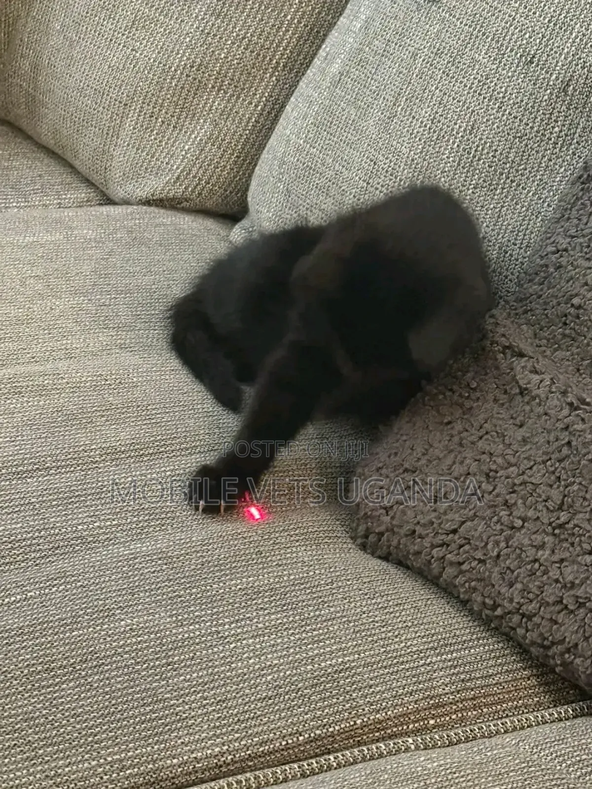 1-3 months Female Purebred Himalayan