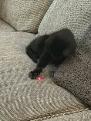 1-3 months Female Purebred Himalayan