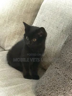 3-6 months Male Purebred Korat