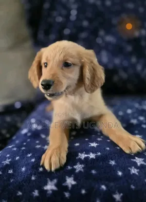 1-3 months Male Purebred Golden Retriever