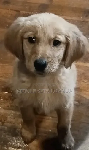 1-3 months Female Purebred Golden Retriever