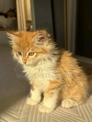 1-3 months Male Purebred Singapura