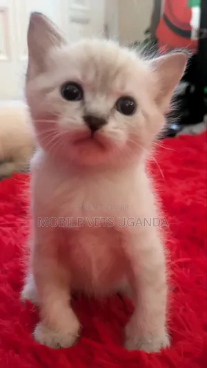 1-3 months Male Purebred Himalayan