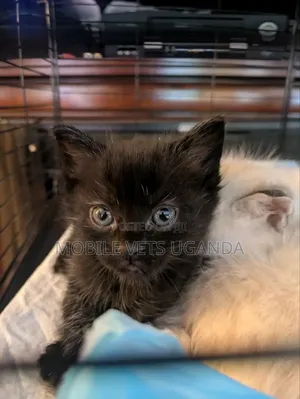 1-3 months Female Purebred Bombay