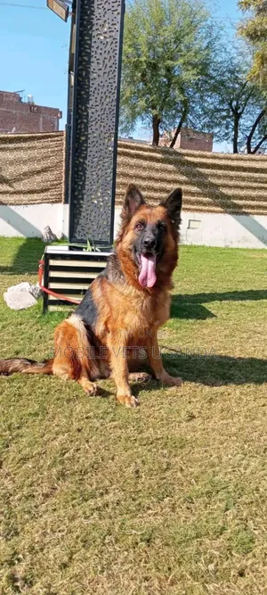 6-12 months Female Purebred German Shepherd