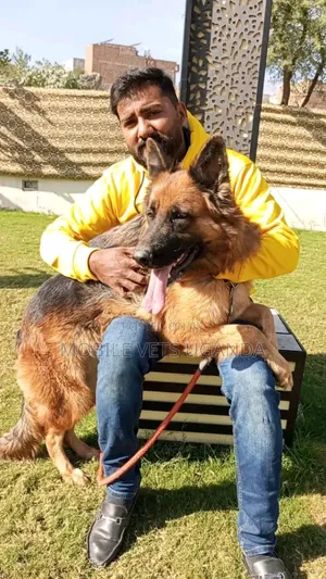 1+ year Female Purebred German Shepherd