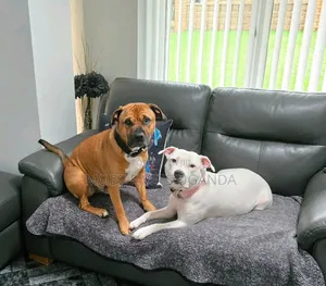 6-12 months Male Purebred Boerboel