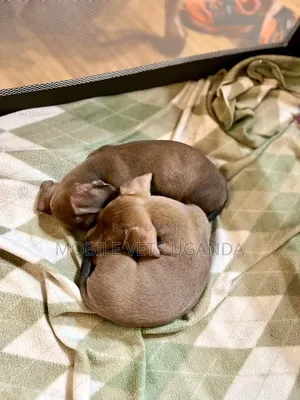 0-1 month Female Purebred Dachshund