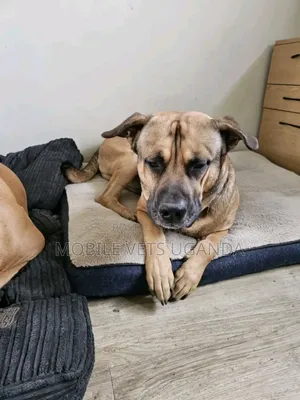 3-6 months Female Purebred Boerboel