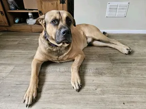 6-12 months Male Purebred Boerboel