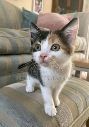 1-3 months Male Purebred Ragdoll