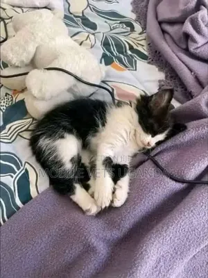 3-6 months Male Purebred Balinese