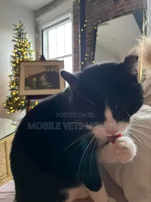 3-6 months Female Purebred Devon Rex