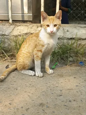 3-6 months Female Purebred Bengal