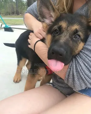 3-6 months Male Purebred German Shepherd