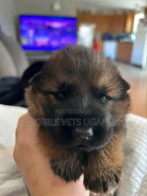 0-1 month Male Purebred German Shepherd