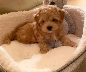 1-3 months Male Purebred Maltese