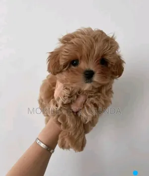 0-1 month Female Purebred Maltese