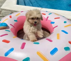 1-3 months Male Purebred Maltese