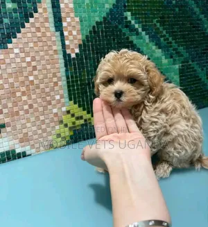 1-3 months Female Purebred Maltese