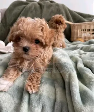 3-6 months Female Purebred Maltese