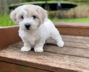 1-3 months Female Purebred Japanese Spitz
