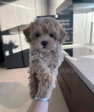 3-6 months Male Purebred Maltese