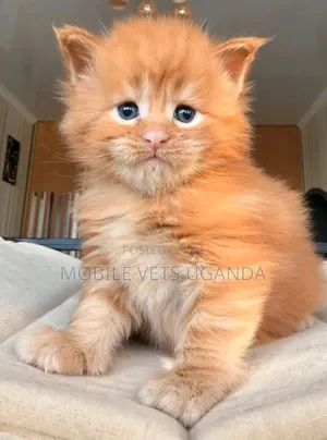 0-1 month Female Purebred Japanese Bobtail